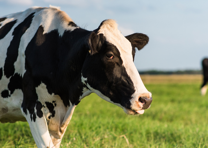 Sustainability on Florida Dairy Farms Featured Image