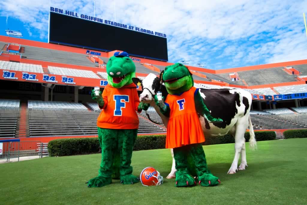 Florida Gators with a Cow