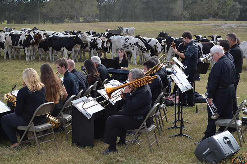 band-playing-cows