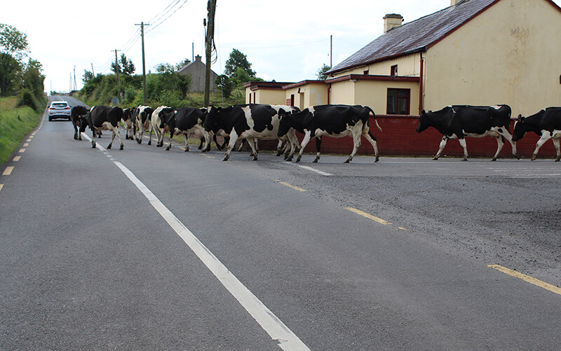 cows-driving-down-road
