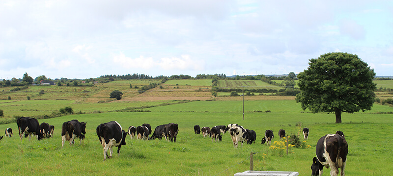 cows-grazing