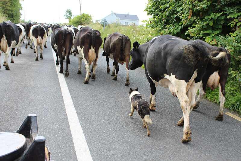 cows-in-front-of-4-wheeler