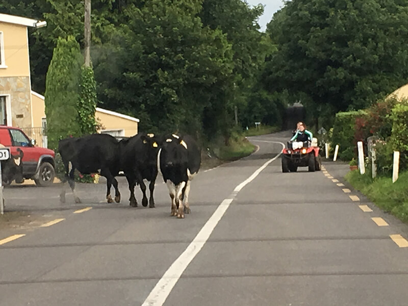 cows-walking-on-road