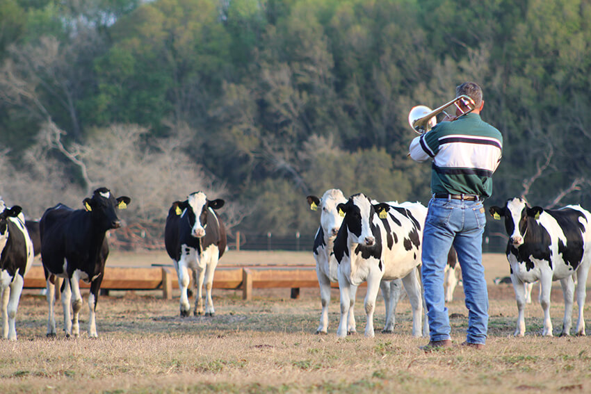 Ed-playing-to-cows