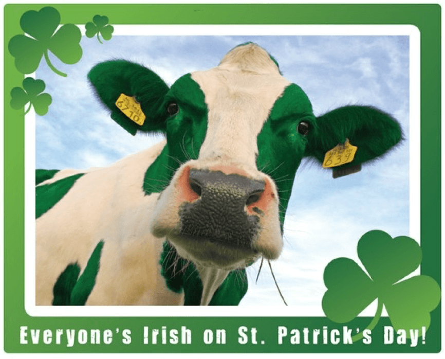 Irish-Cow