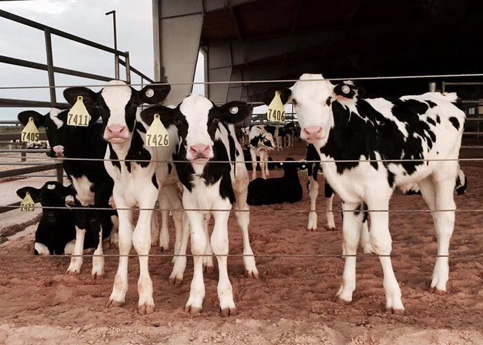 calves-milking-r2