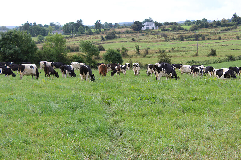 cows-in-field