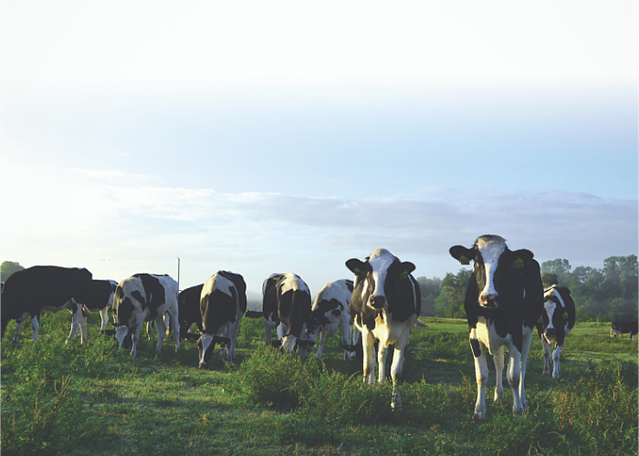  Sustainability on Florida Dairy Farms