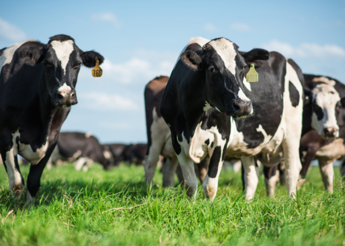  Sustainability on Florida Dairy Farms
