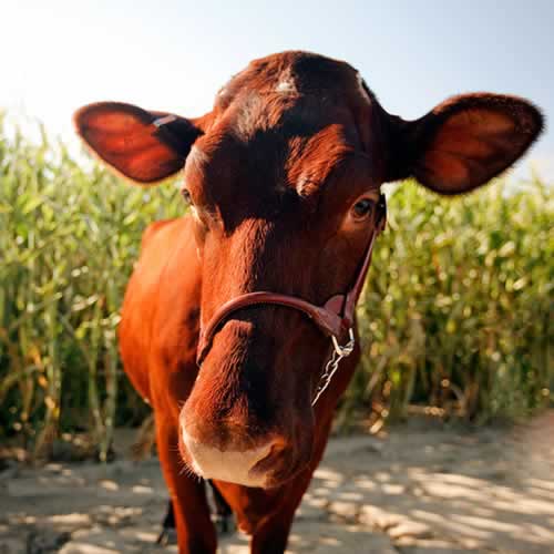 Milking Shorthorn