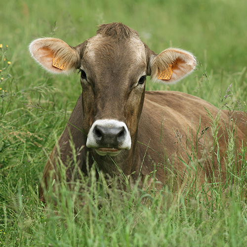 Brown Swiss