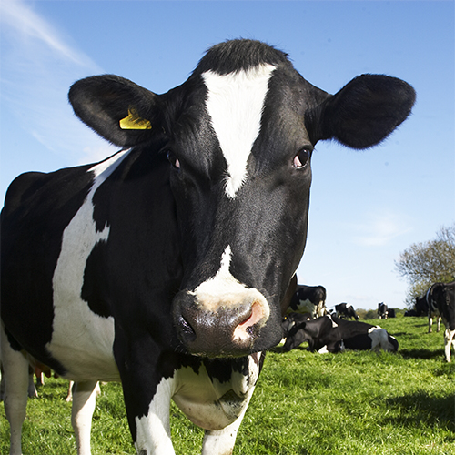Black Holstien Cow Tie Neck Gift Mens Cattle Farming Present 