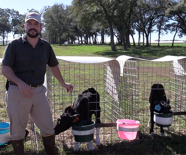 Vet Talk with a Dairy Vet: Calves Featured Image