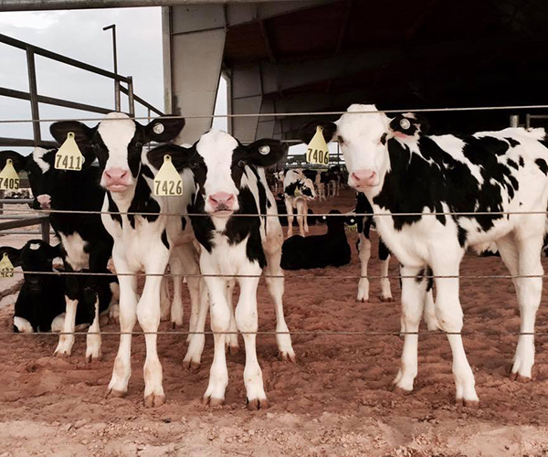 Dairy Farmers in Florida Prepare for Hurricane Irma Featured Image